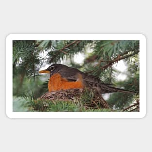 American Robin In Her Nest Sticker